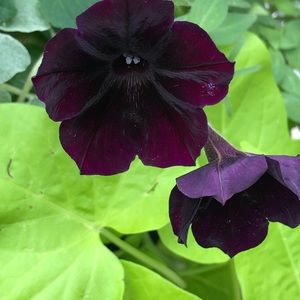 Meet your Posher, Seanna